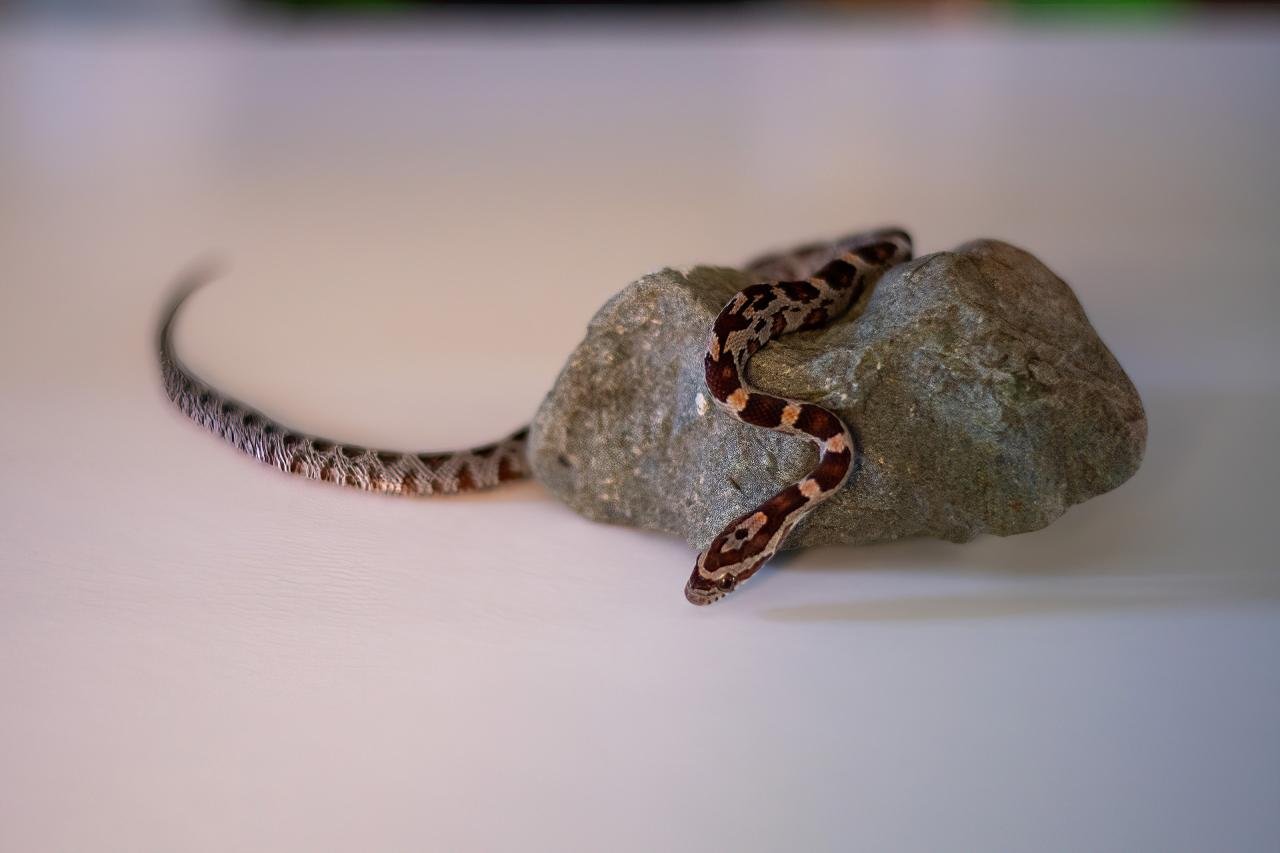 A normal corn snake hatchling
