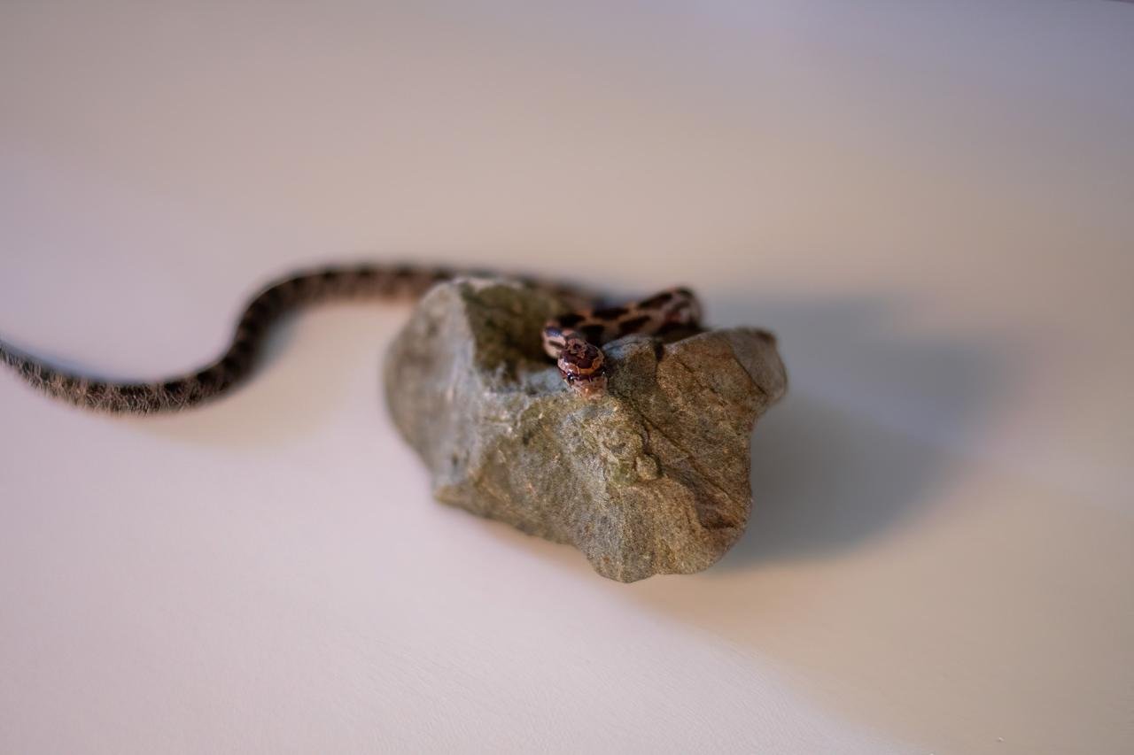 A normal corn snake hatchling