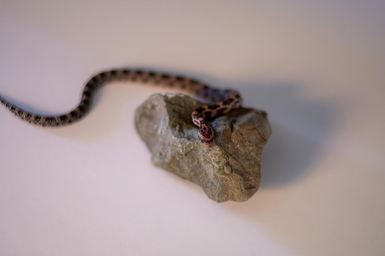 A normal corn snake hatchling