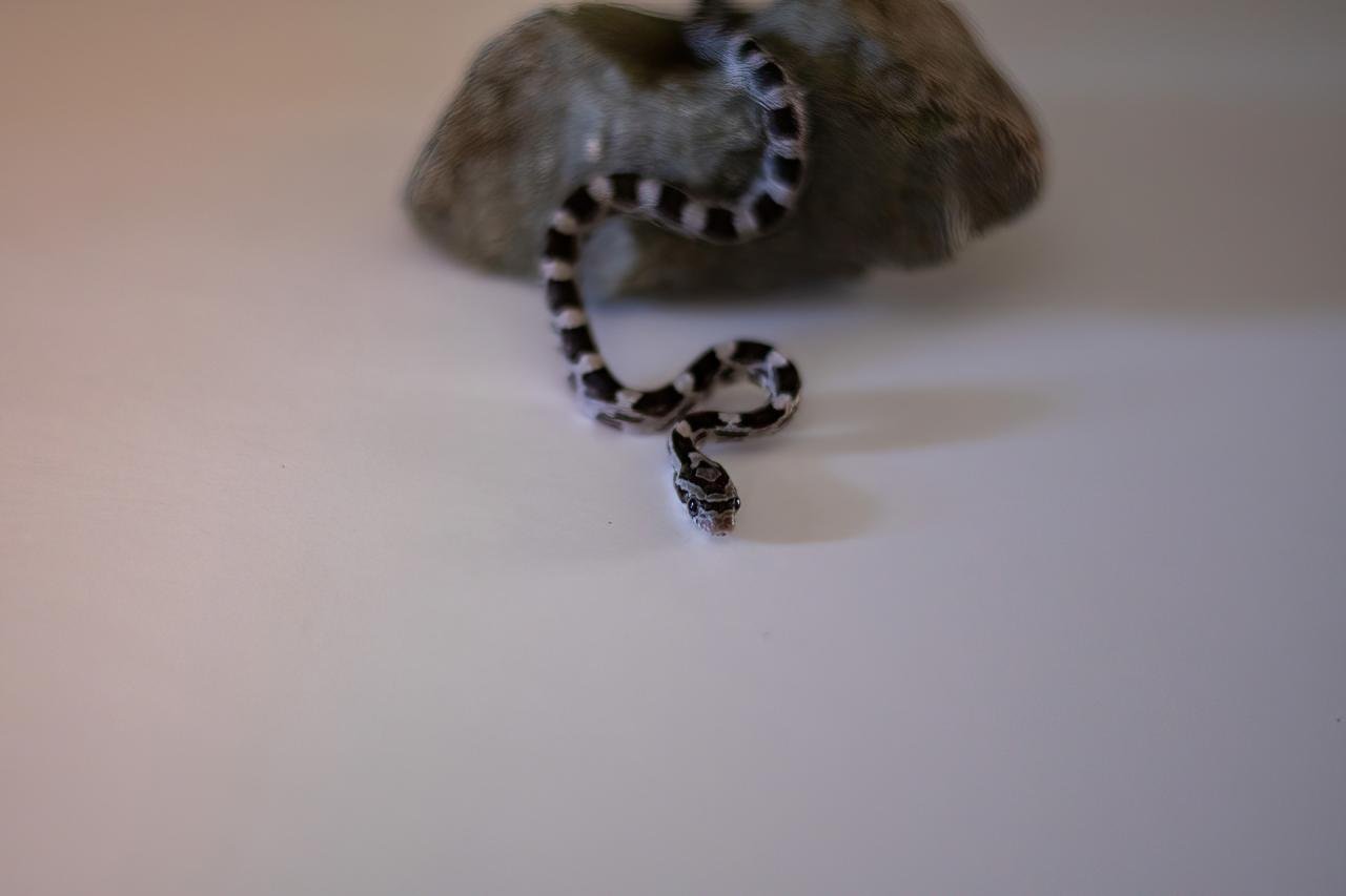 An anerythristic corn snake hatchling