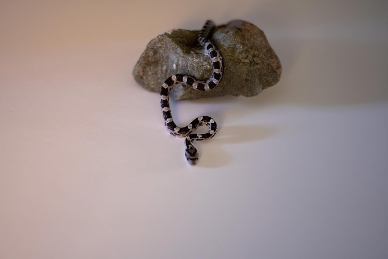 An anerythristic corn snake hatchling