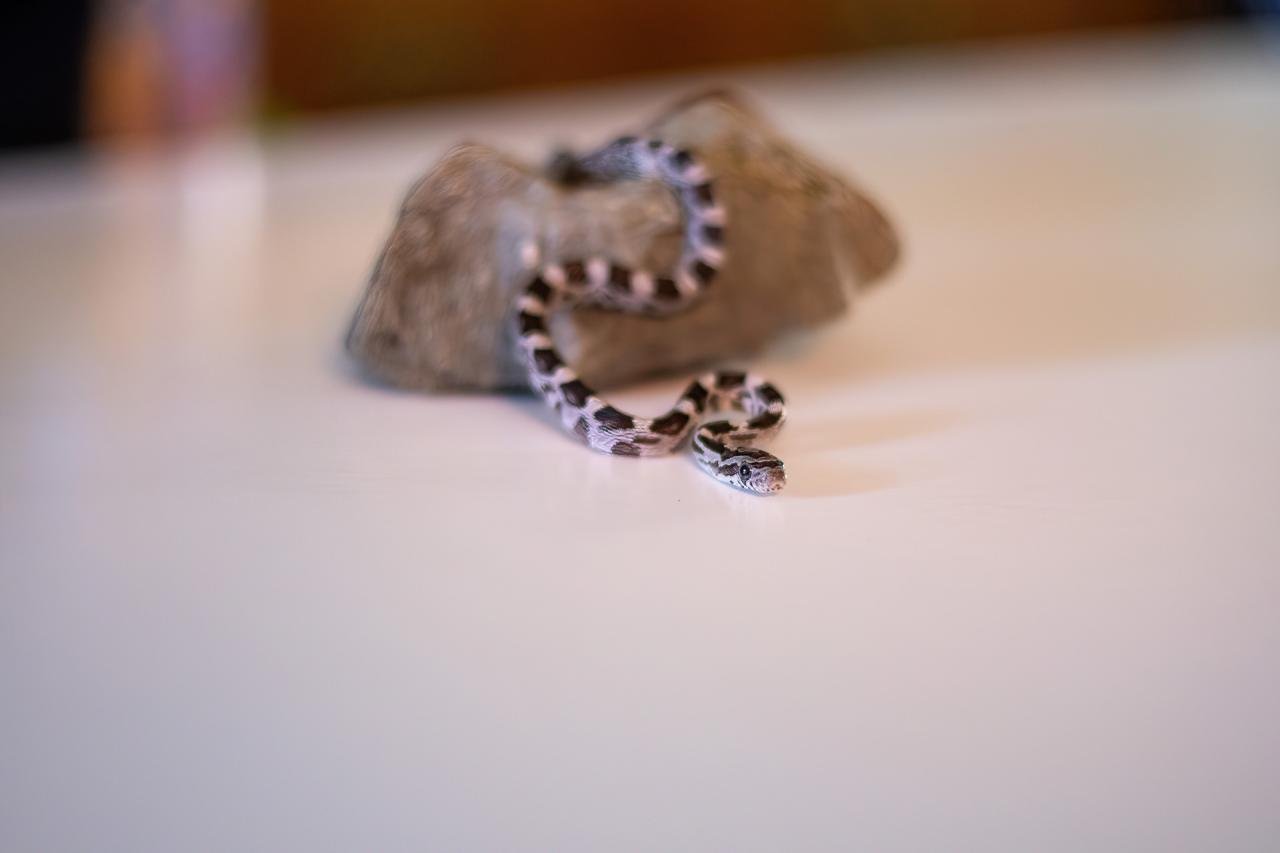 An anerythristic corn snake hatchling