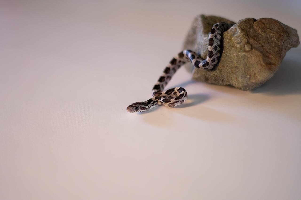 An anerythristic corn snake hatchling