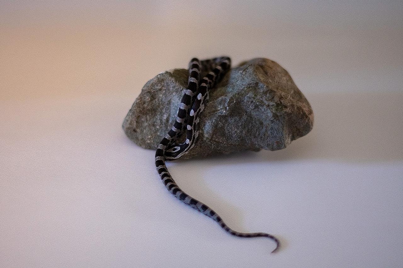 An anerythristic corn snake hatchling