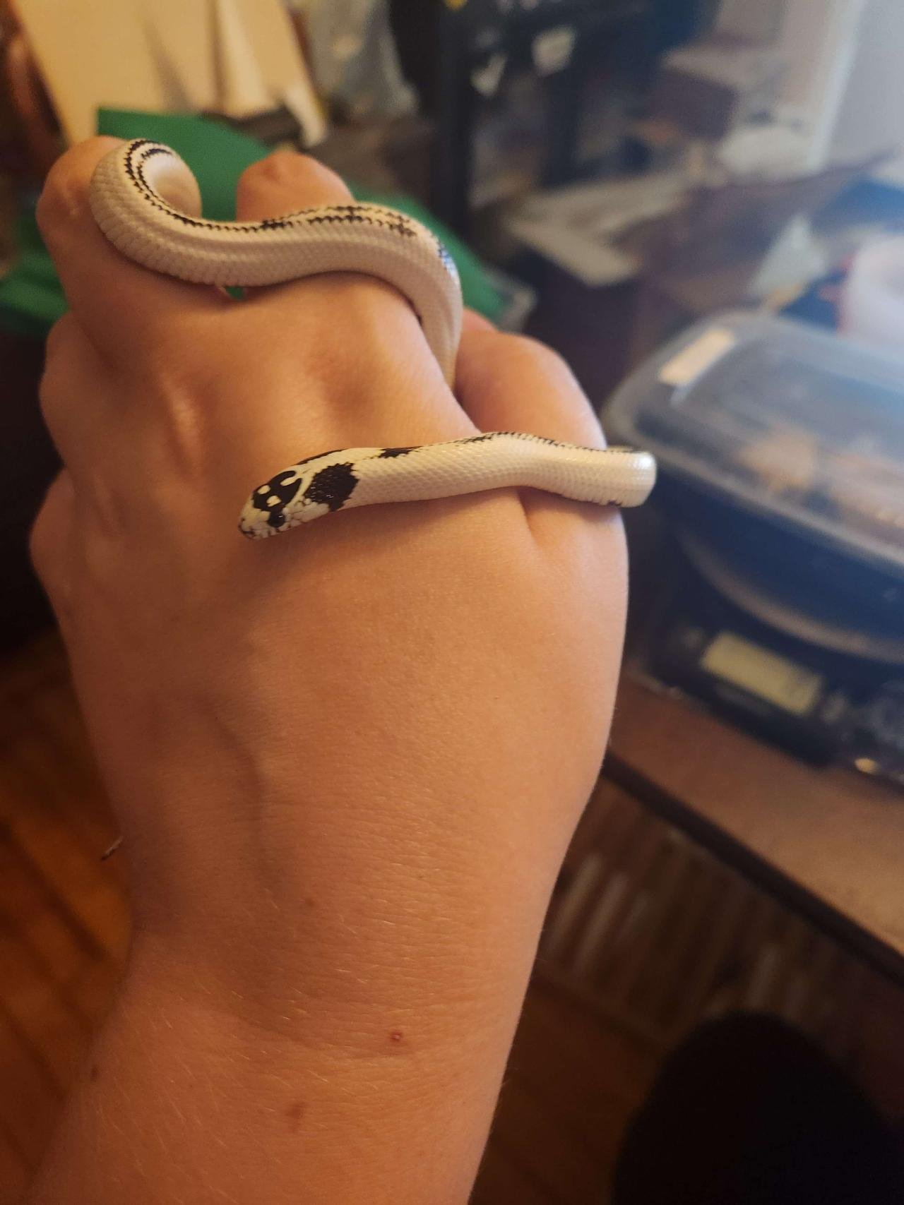 High white california kingsnake