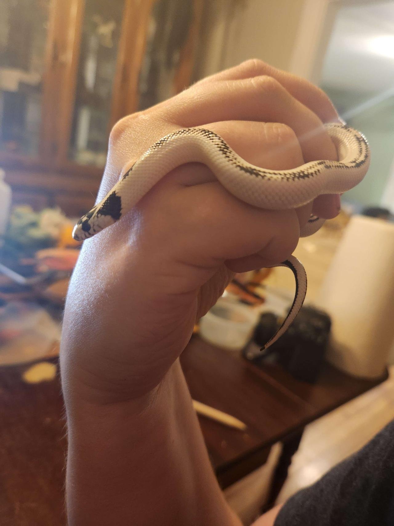 High white california kingsnake