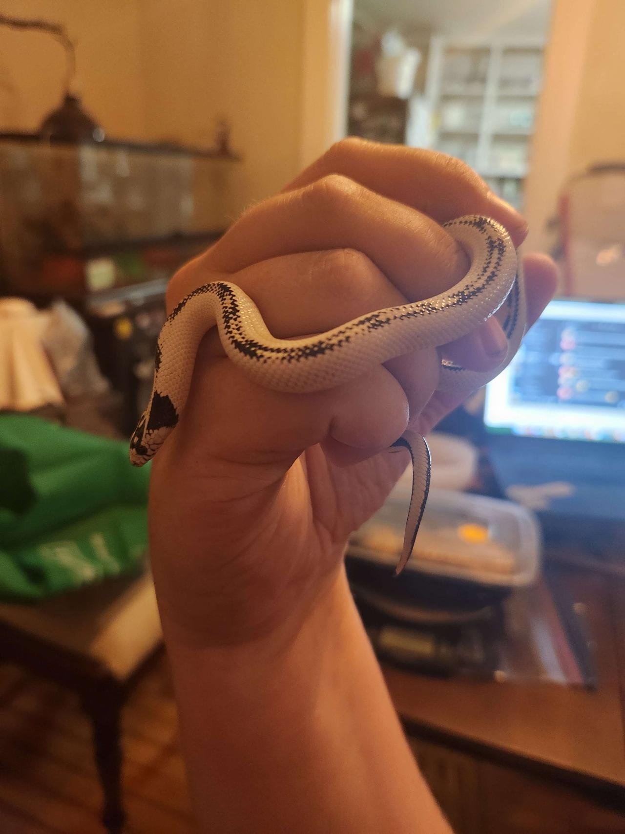High white california kingsnake