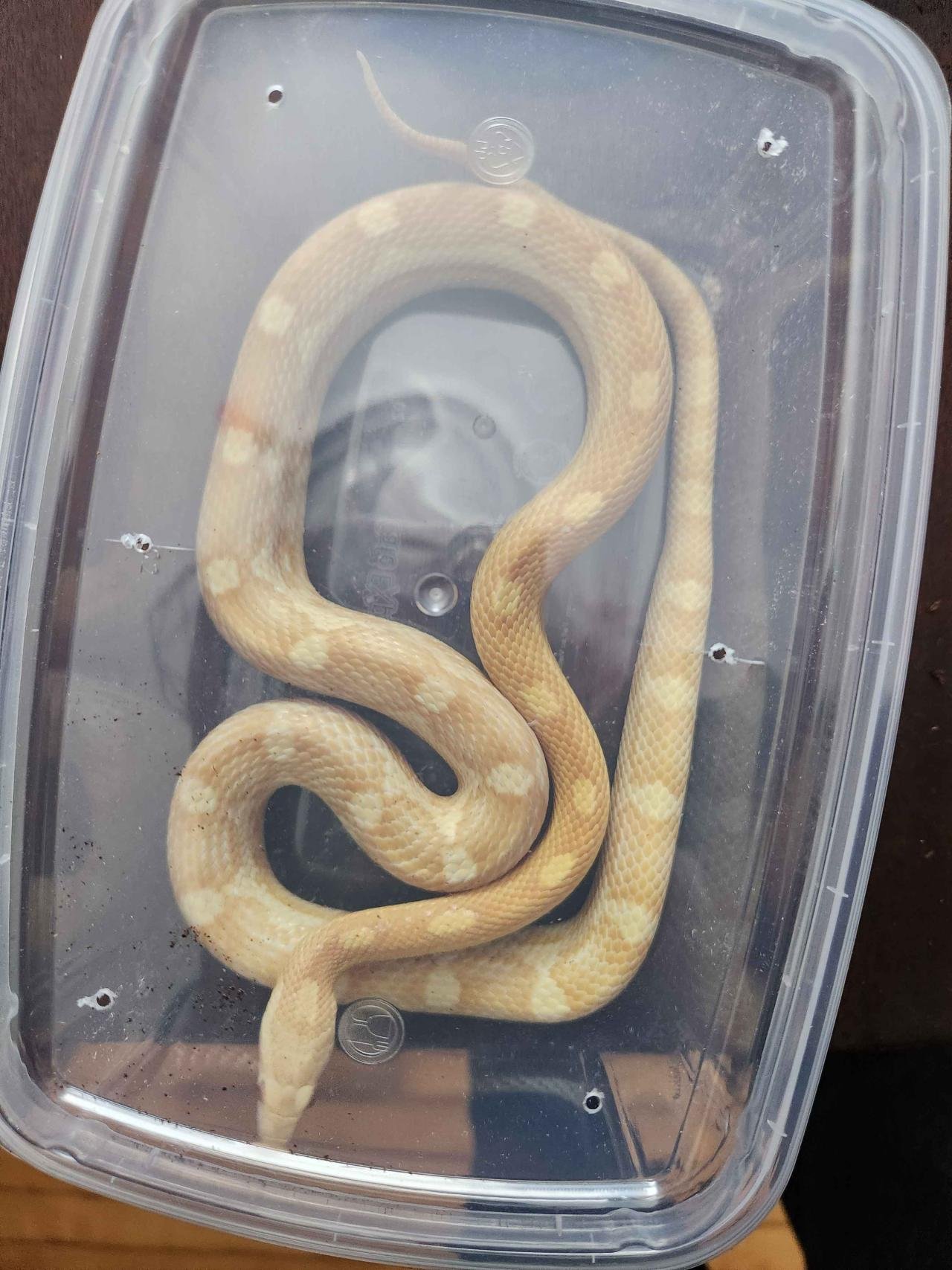 A butter motley corn snake in a travel tote