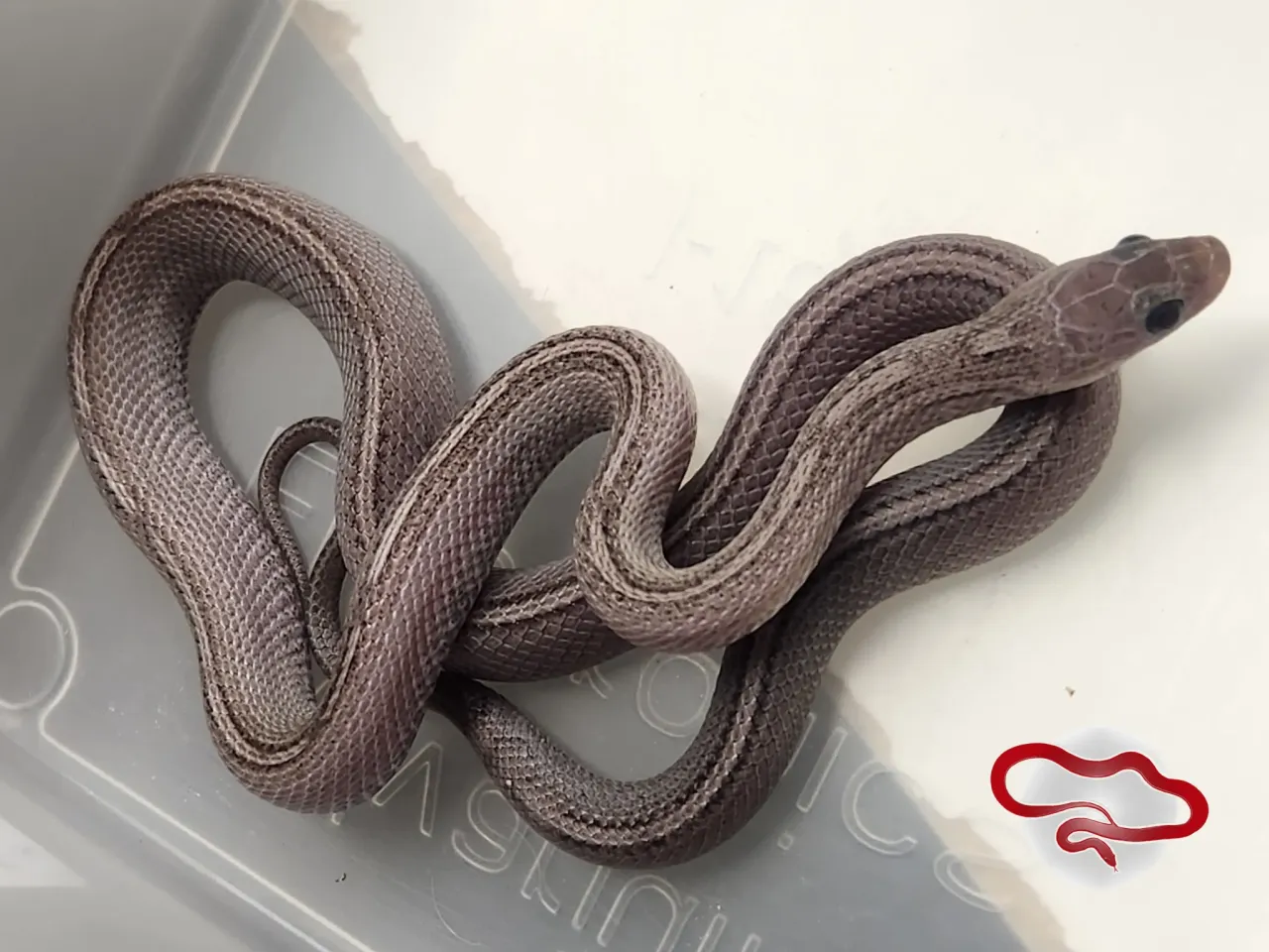 A tessera pewter motley cornsnake