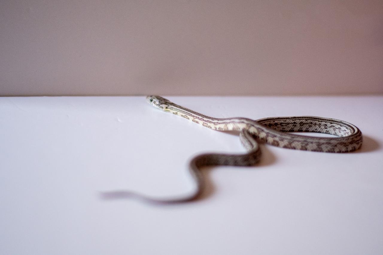 An anerythristic tessera corn snake