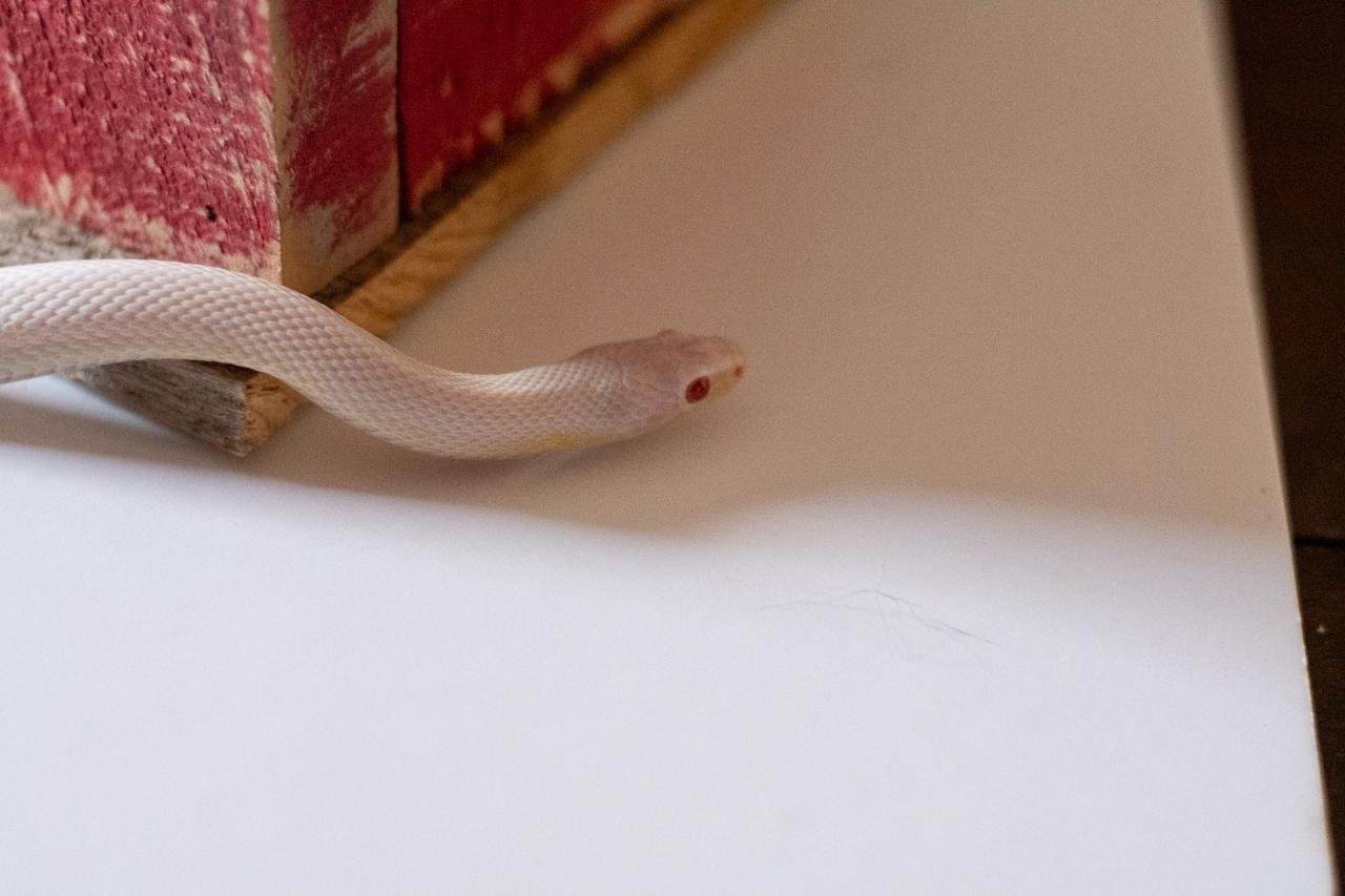 A blizzard tessera cornsnake