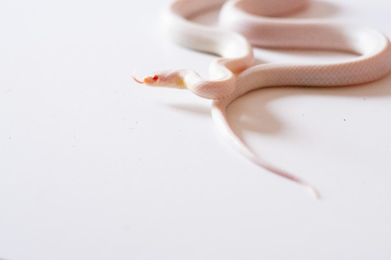 A blizzard tessera cornsnake