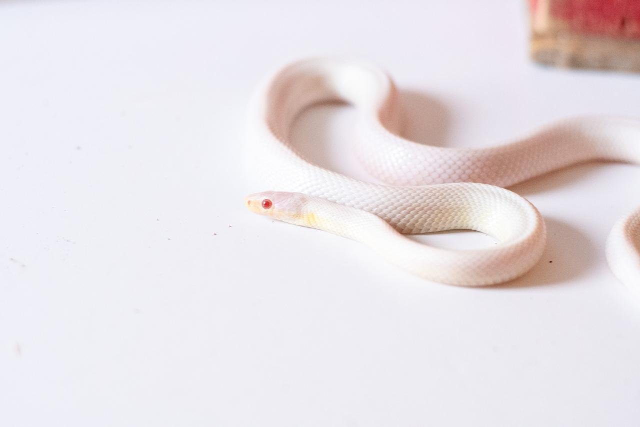 A blizzard tessera cornsnake