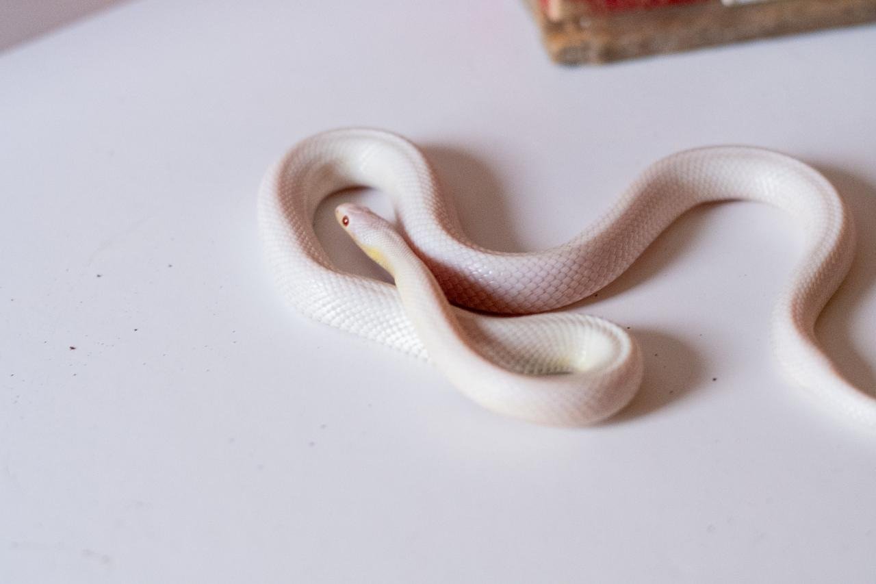 A blizzard tessera cornsnake
