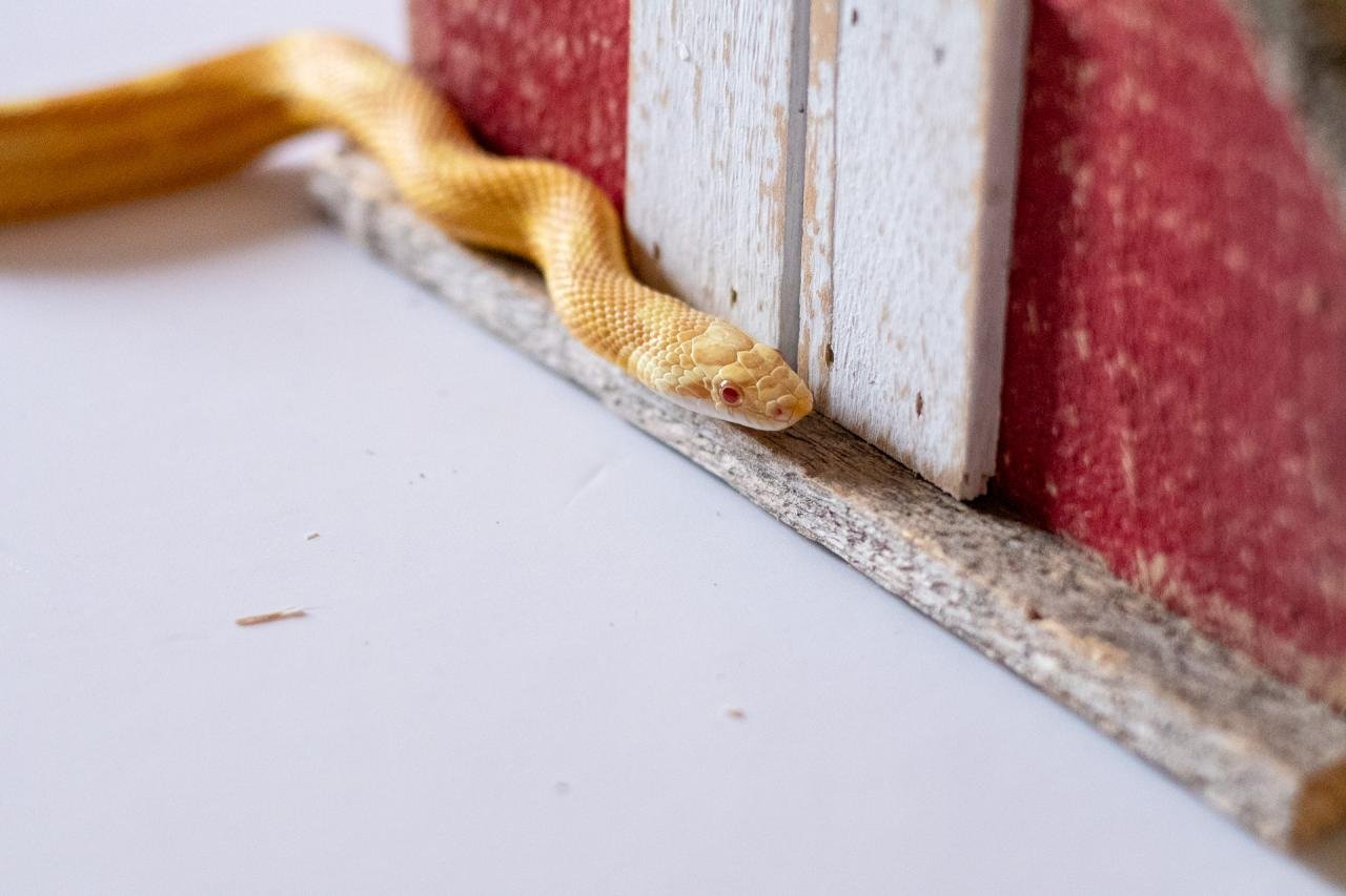 A butter motley corn snake