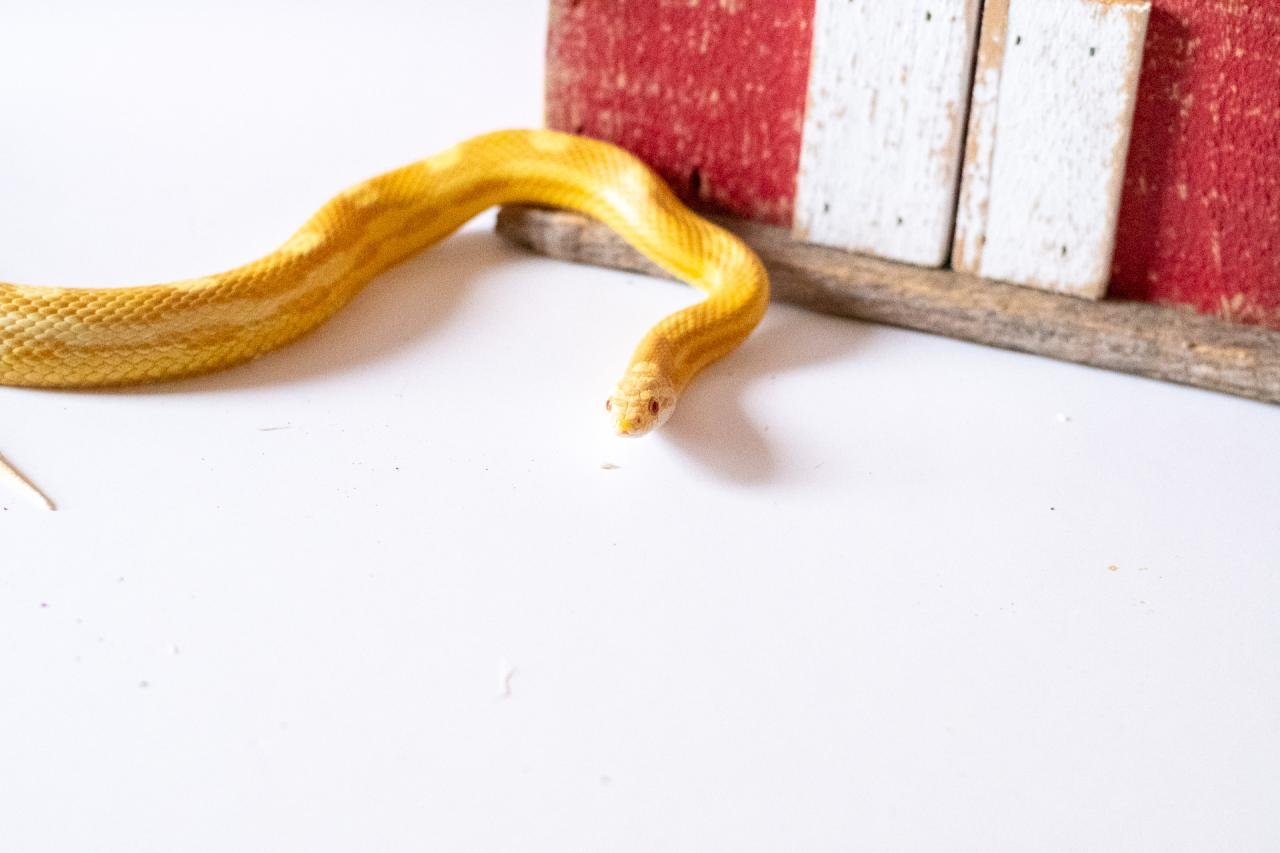 A butter motley corn snake