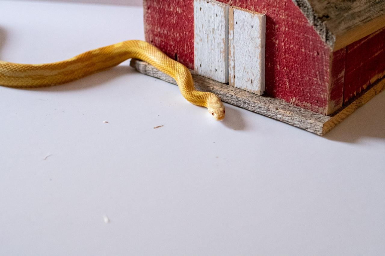 A butter motley corn snake