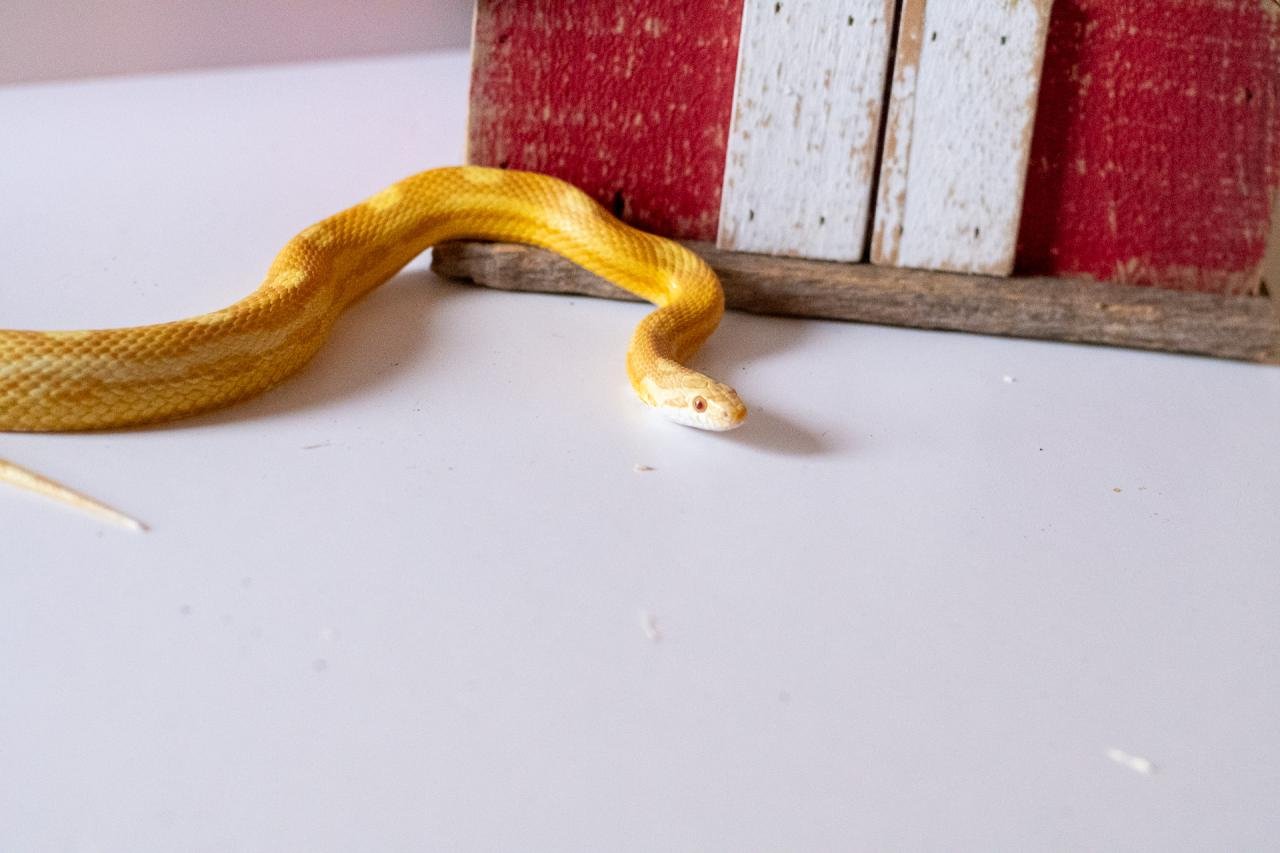 A butter motley corn snake