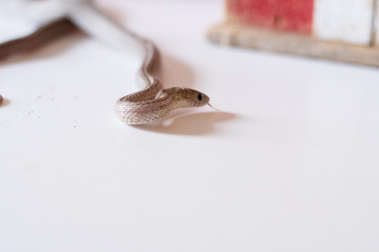 A tessera motley pewter corn snake