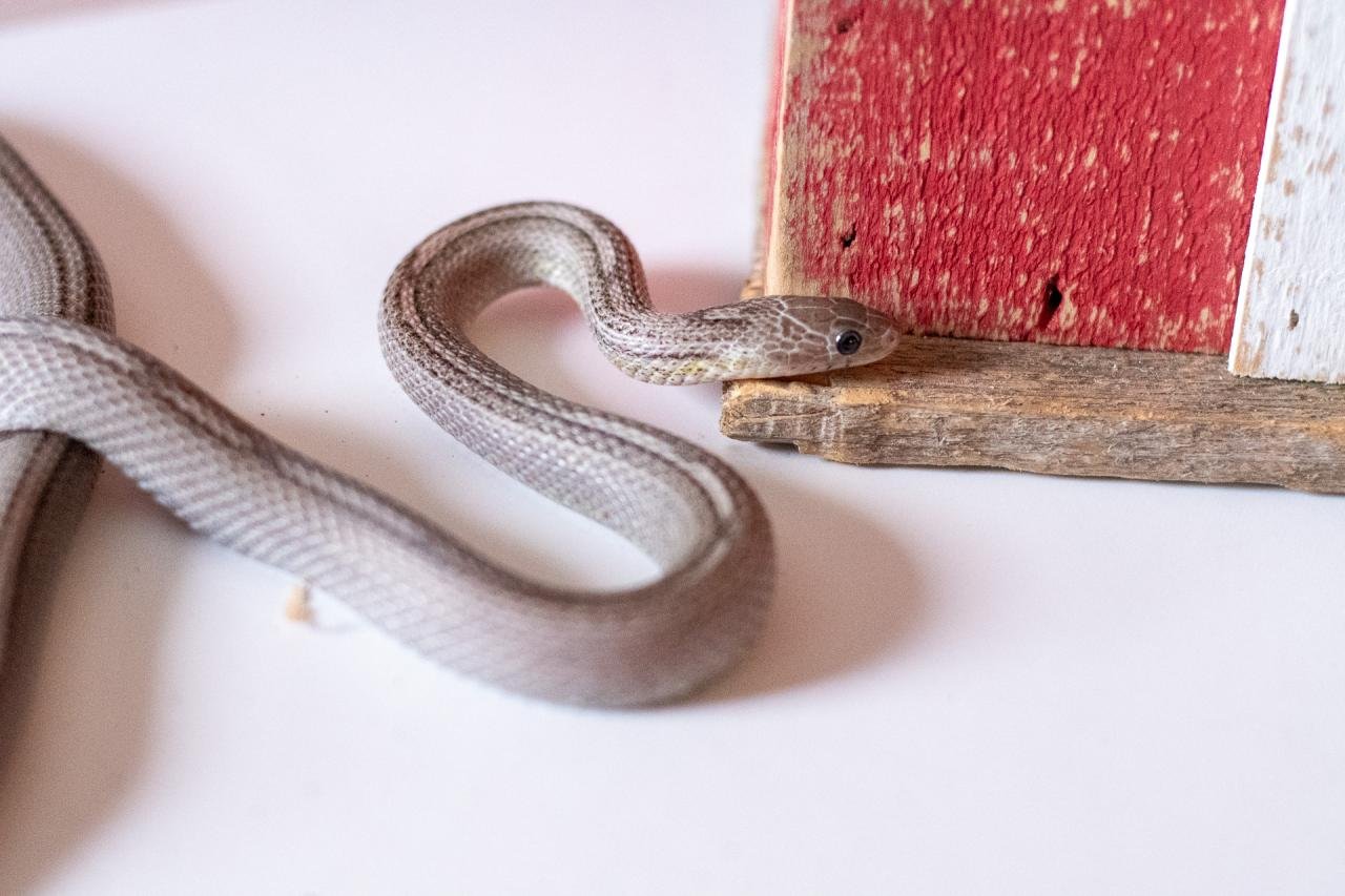 A tessera motley pewter corn snake