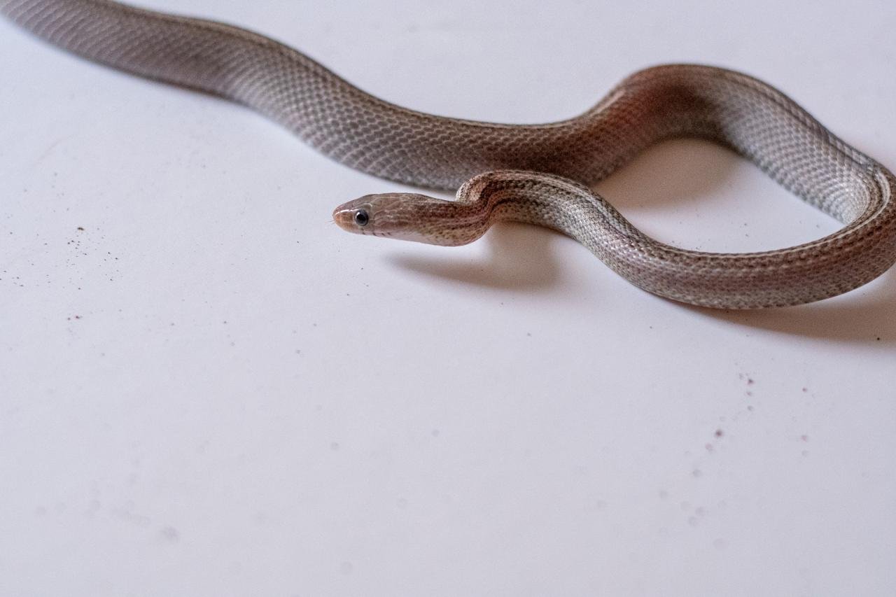 A tessera motley pewter corn snake