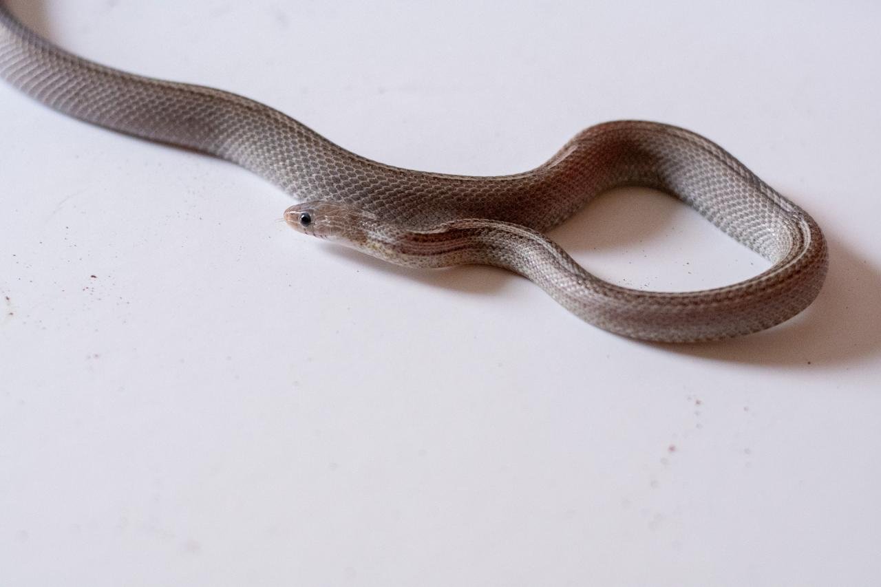 A tessera motley pewter corn snake