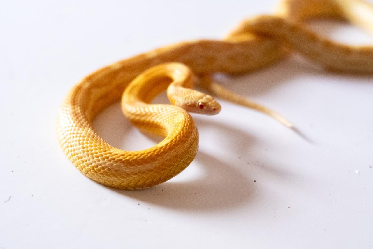 A butter motley corn snake