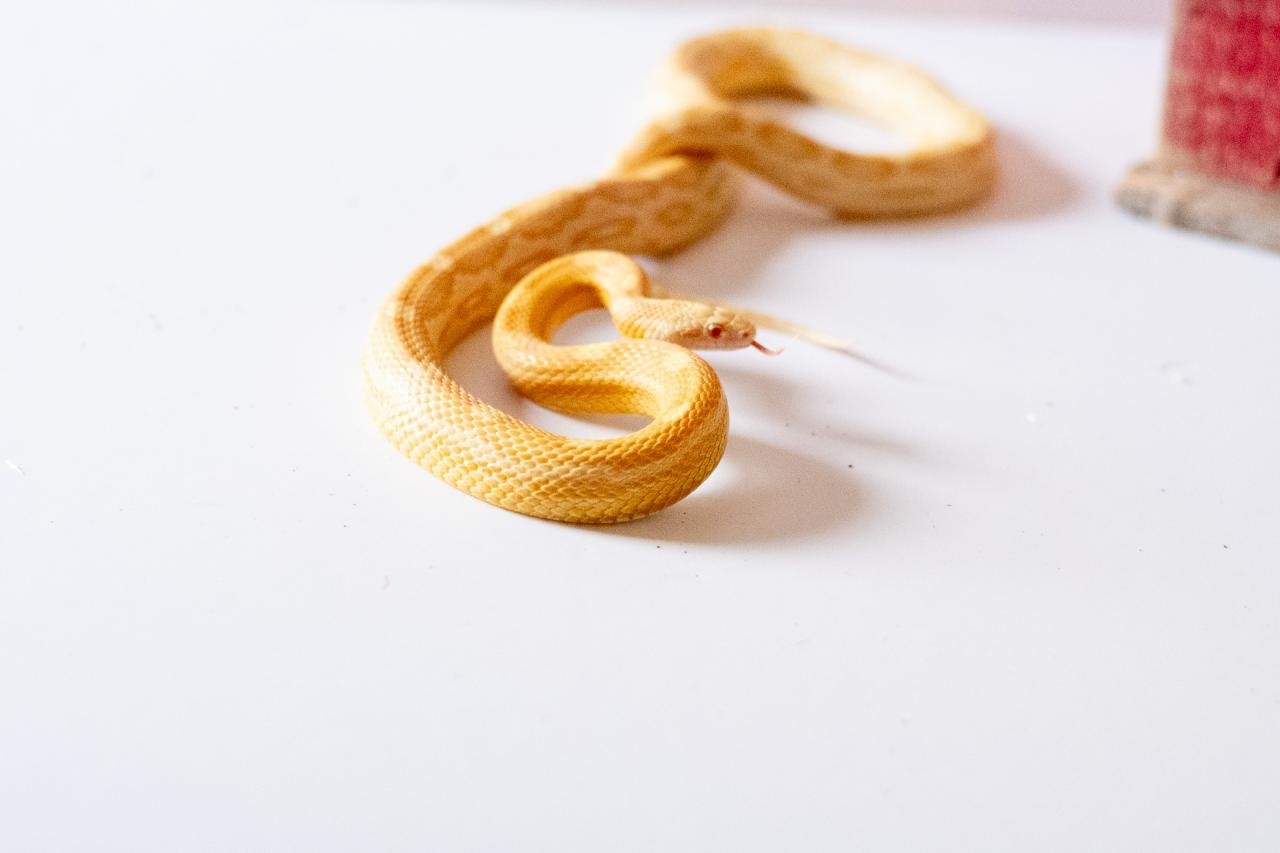 A butter motley corn snake