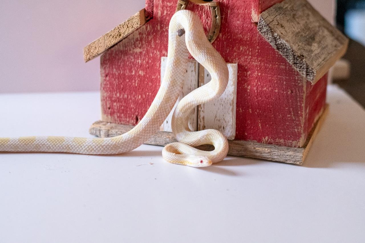 A snow corn snake
