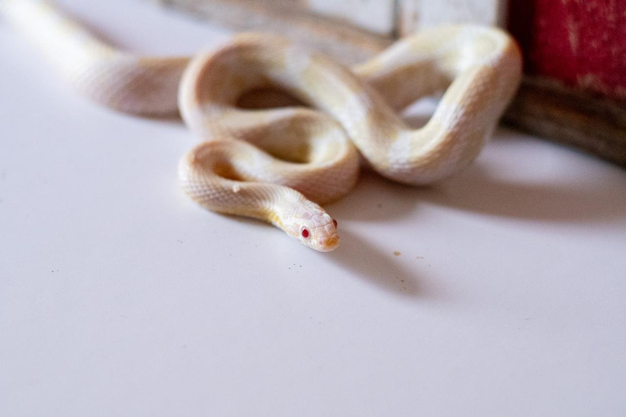 A snow corn snake