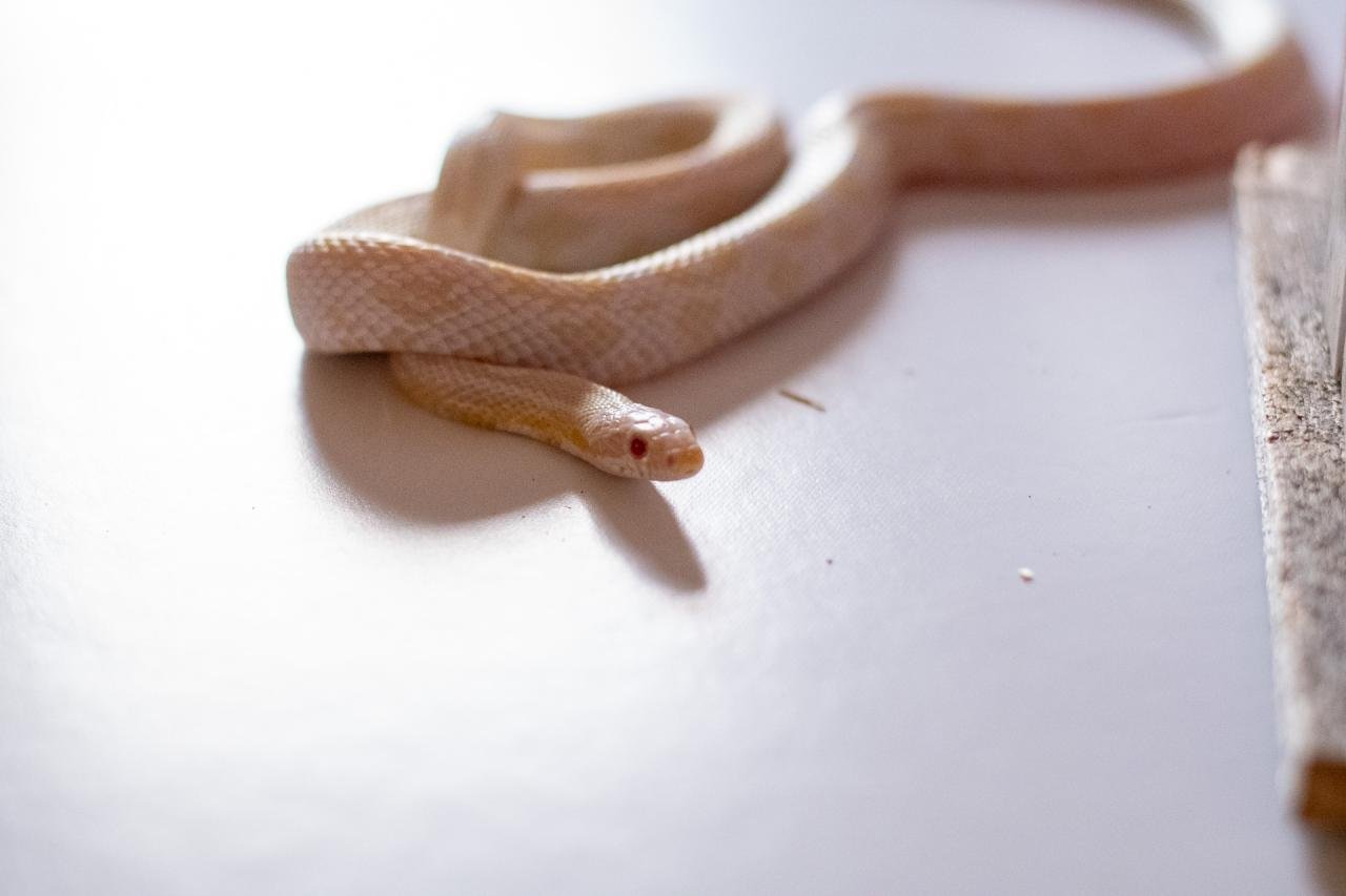 A snow corn snake