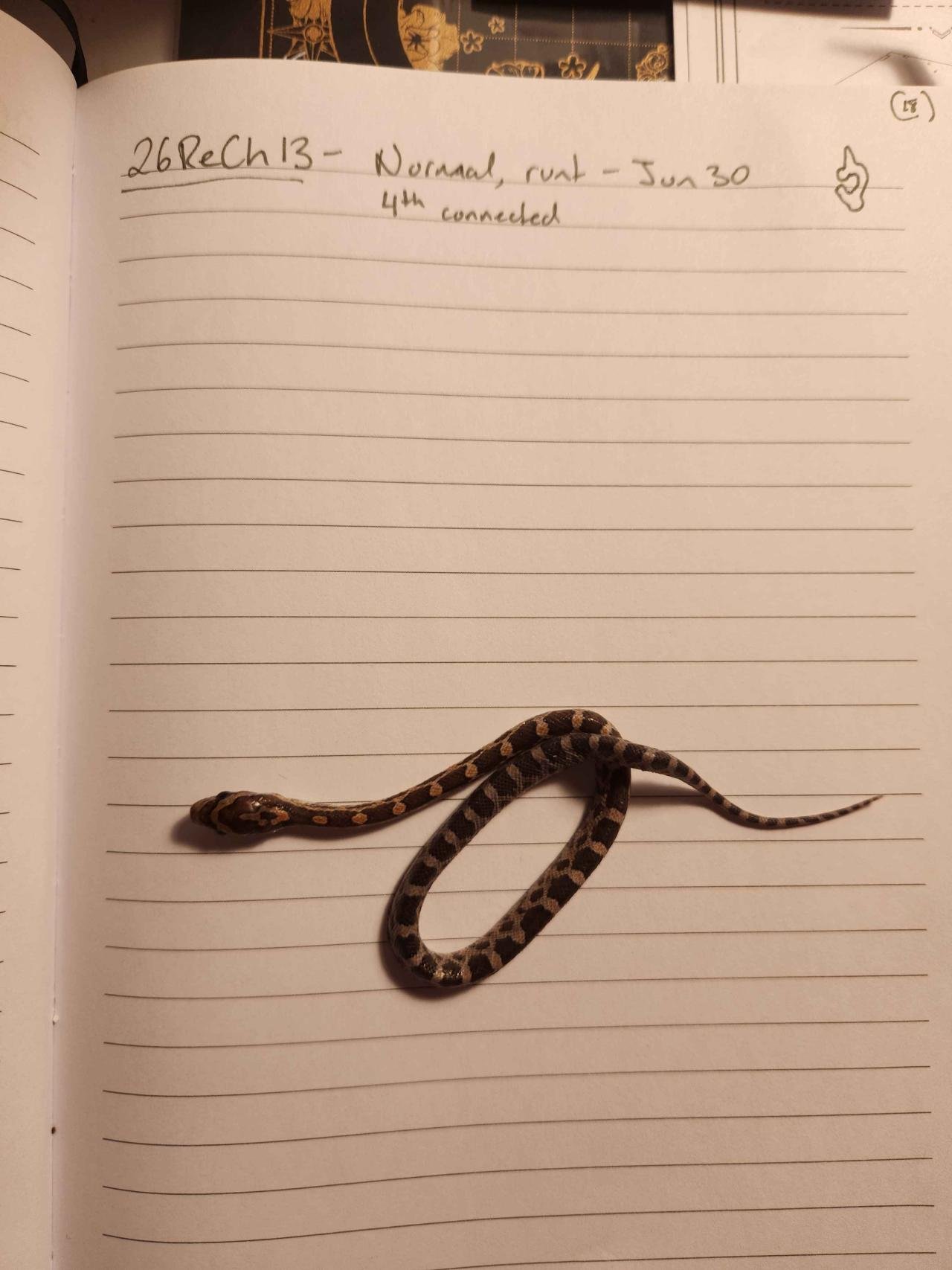Normal corn snake hatchling