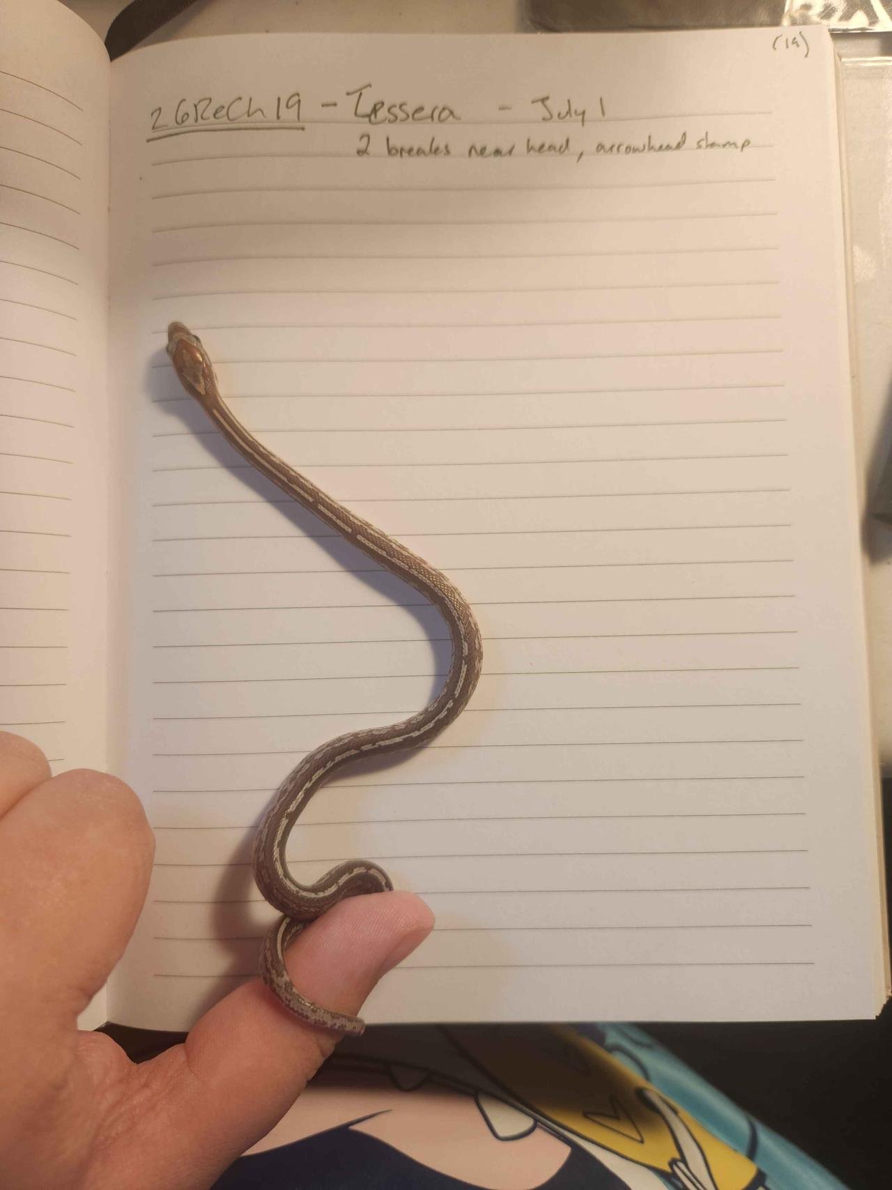 Tessera corn snake hatchling