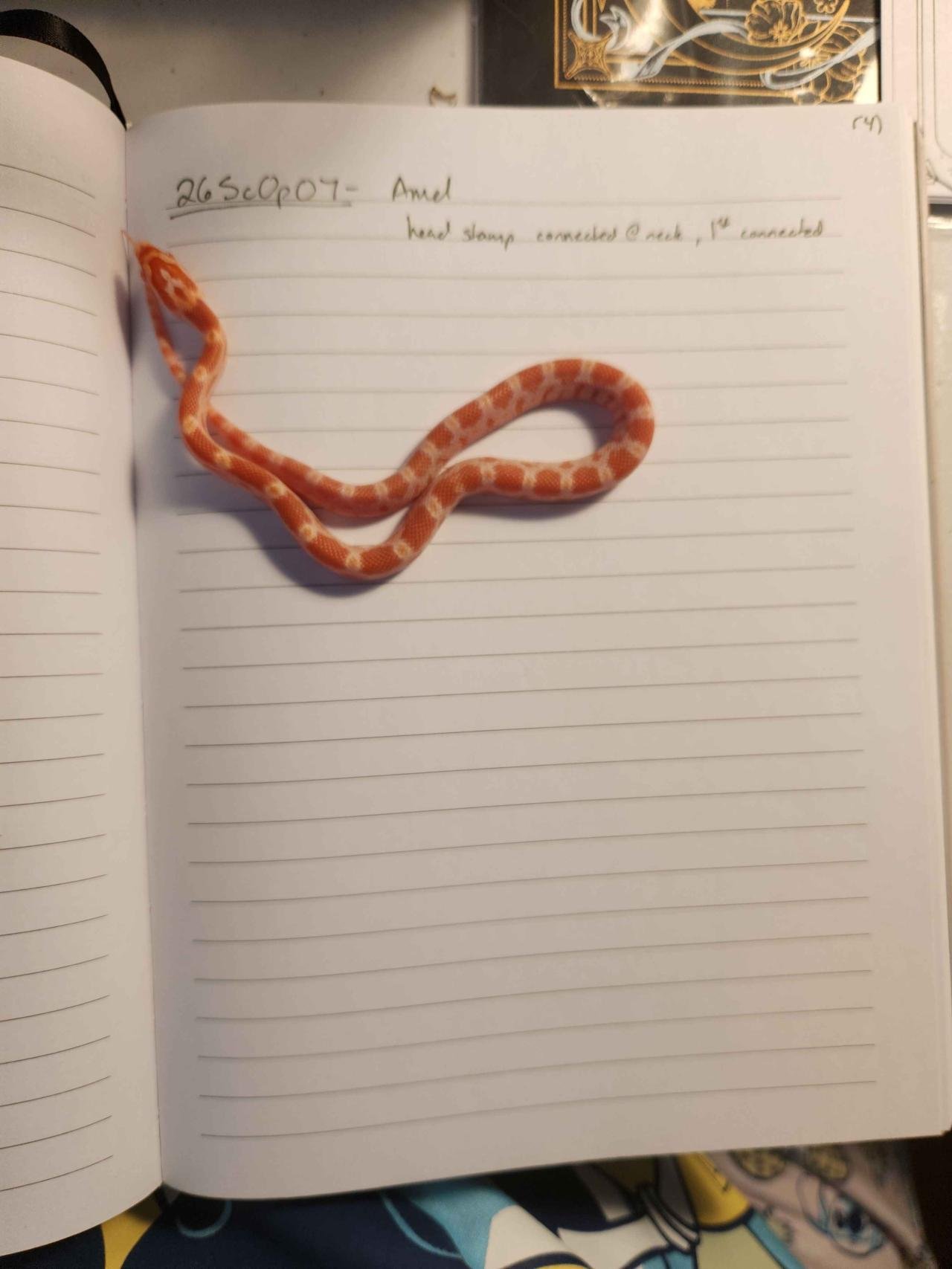 Amel corn snake hatchling
