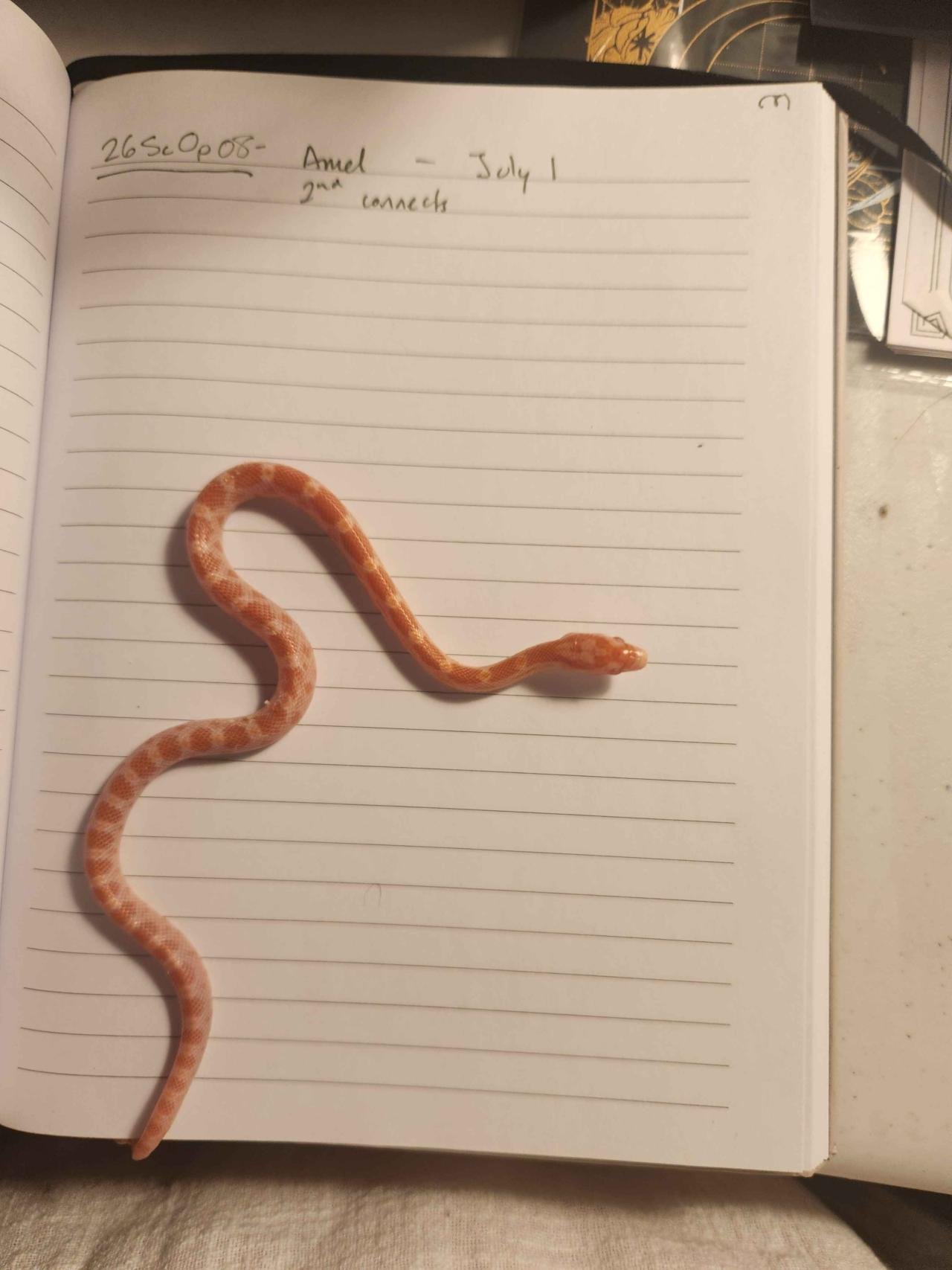Amel corn snake hatchling