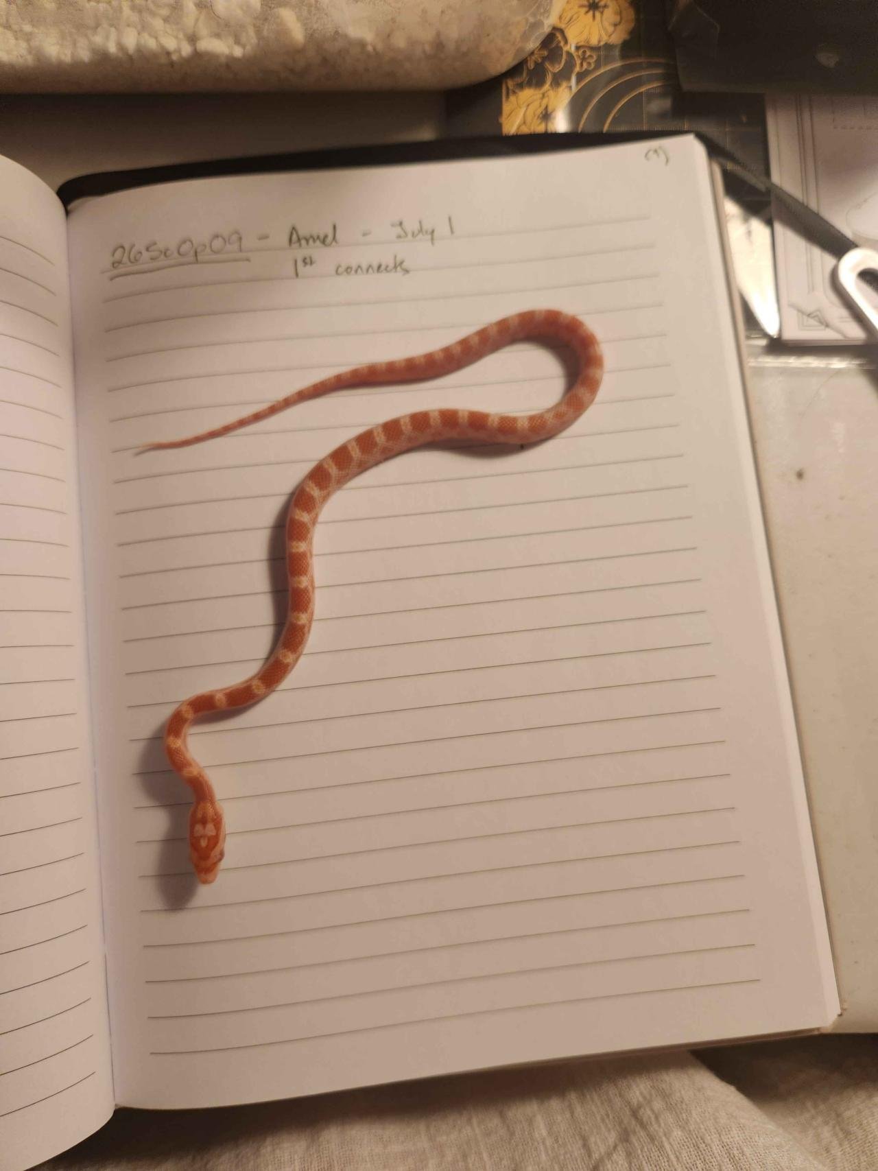 Amel corn snake hatchling