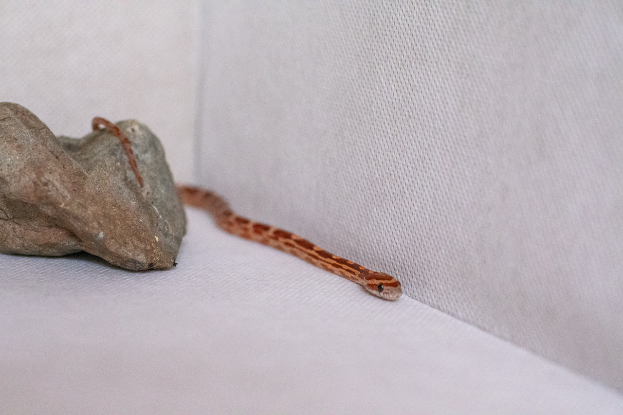 Motley corn snake hatchling