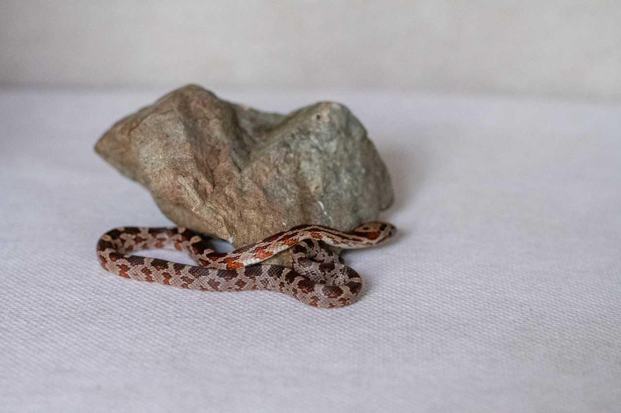 Normal corn snake hatchling