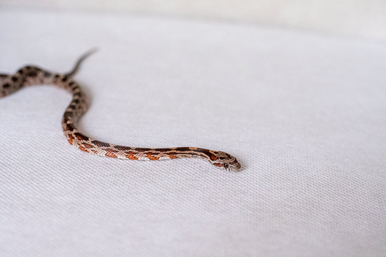 Normal corn snake hatchling