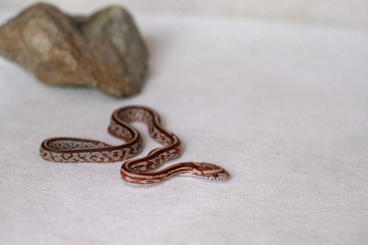Tessera corn snake hatchling
