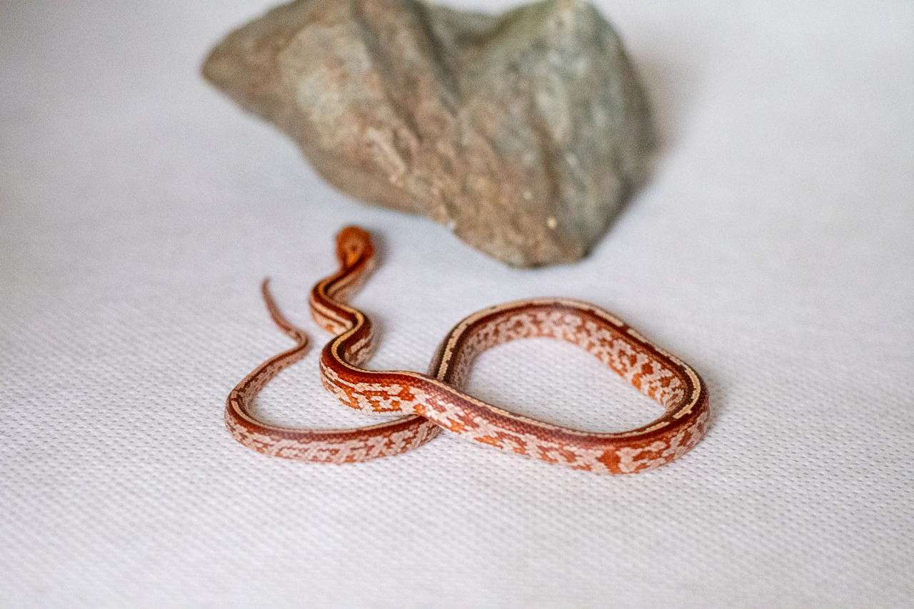 Tessera corn snake hatchling