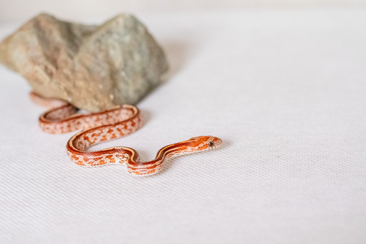 Tessera corn snake hatchling