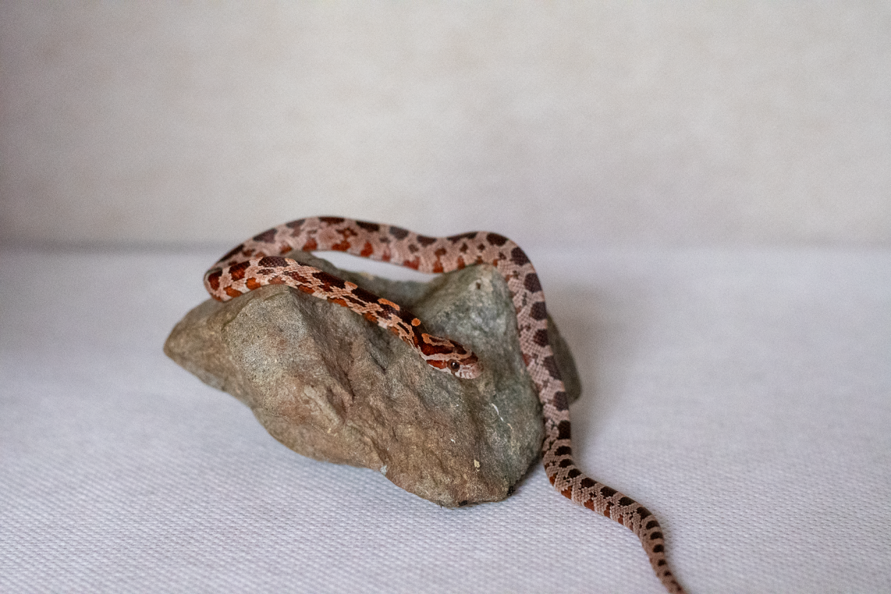 Normal corn snake hatchling