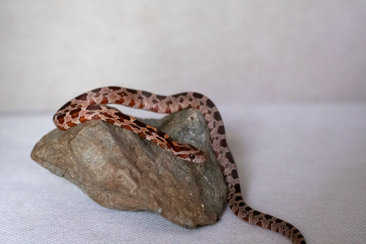 Normal corn snake hatchling