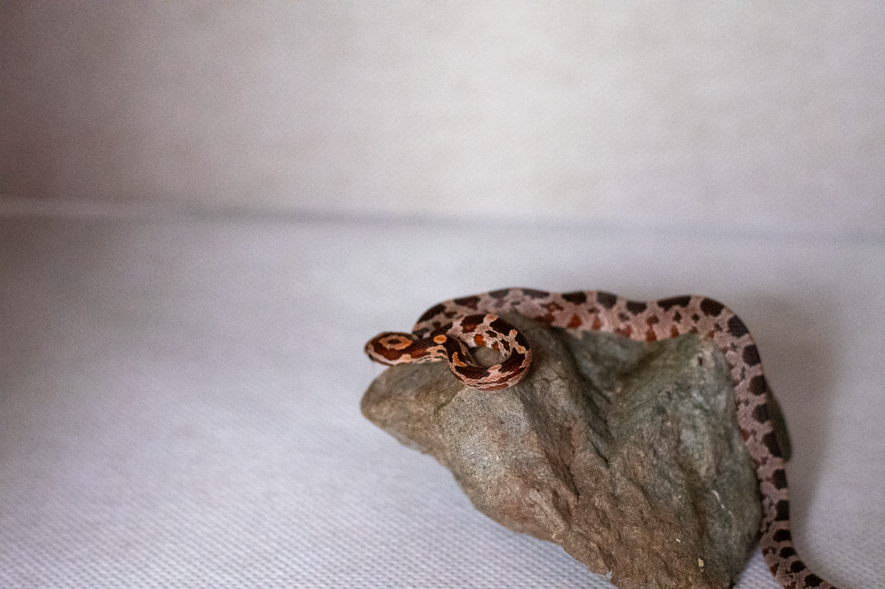 Normal corn snake hatchling