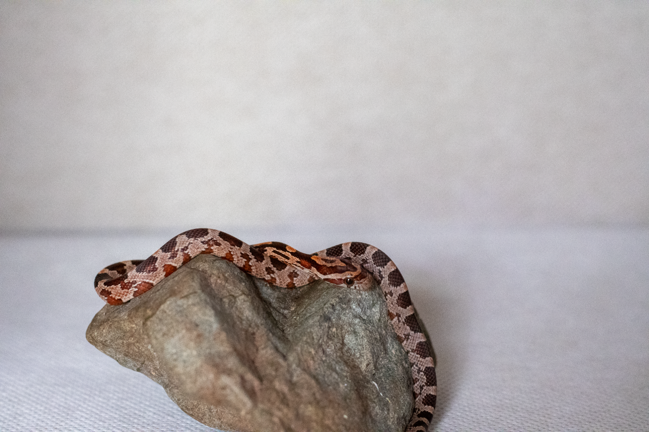 Normal corn snake hatchling