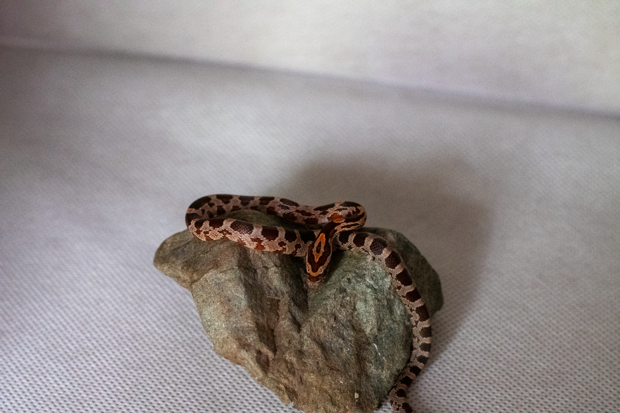 Normal corn snake hatchling