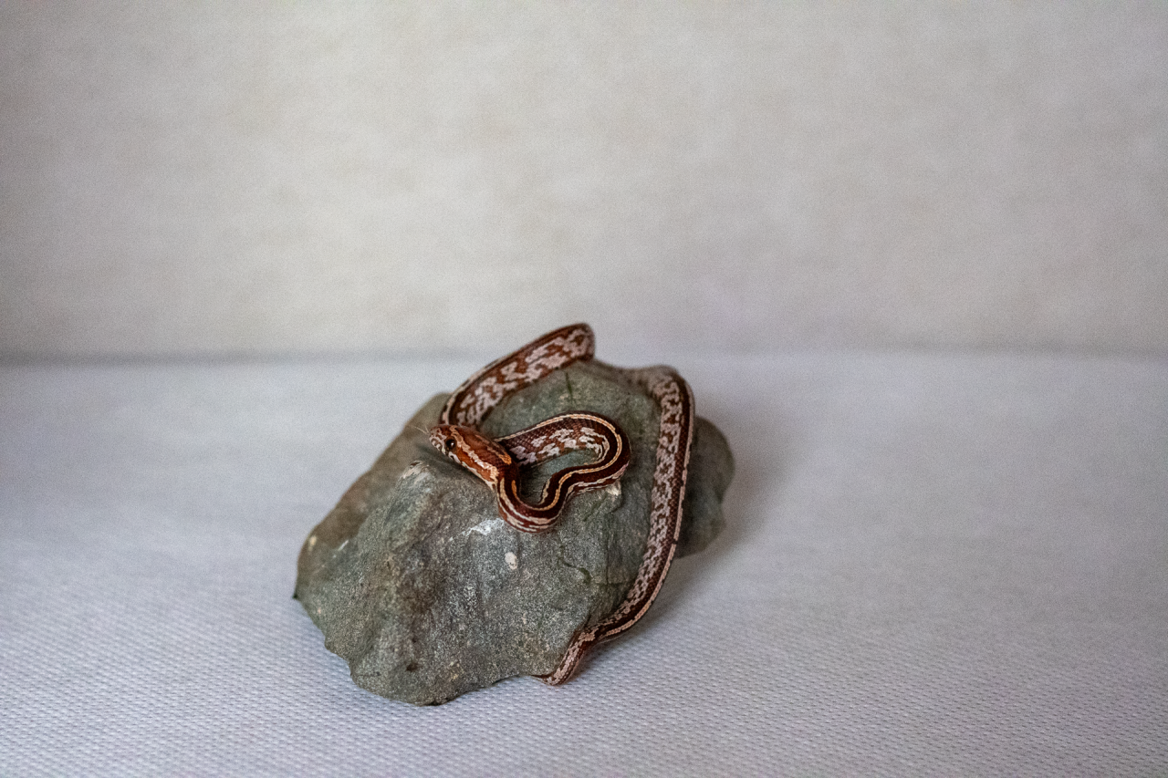 Tessera corn snake hatchling