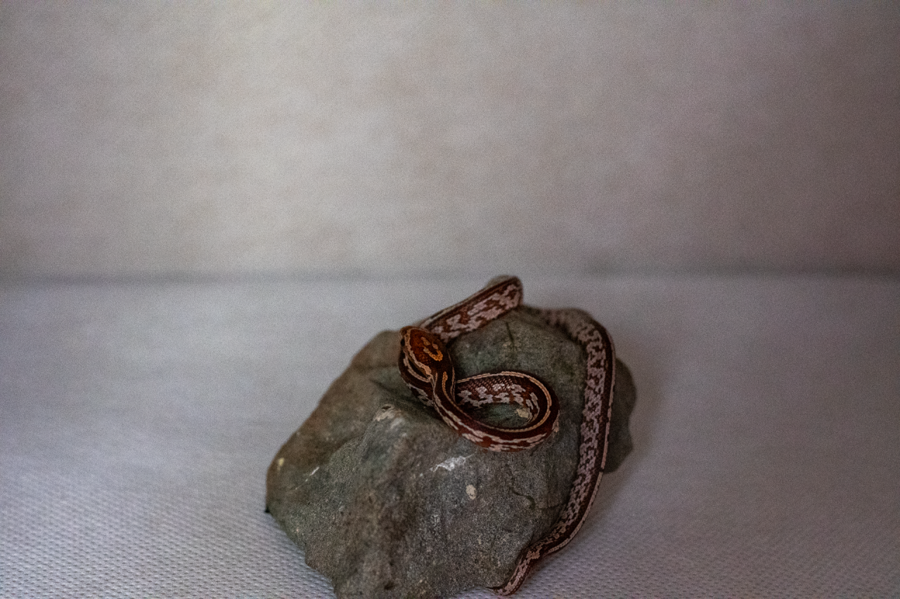 Tessera corn snake hatchling