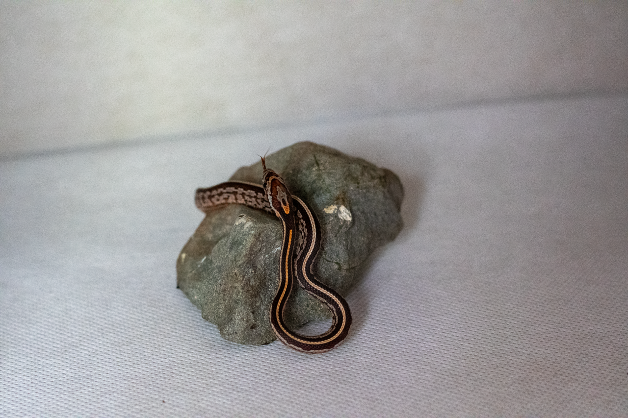 Tessera corn snake hatchling